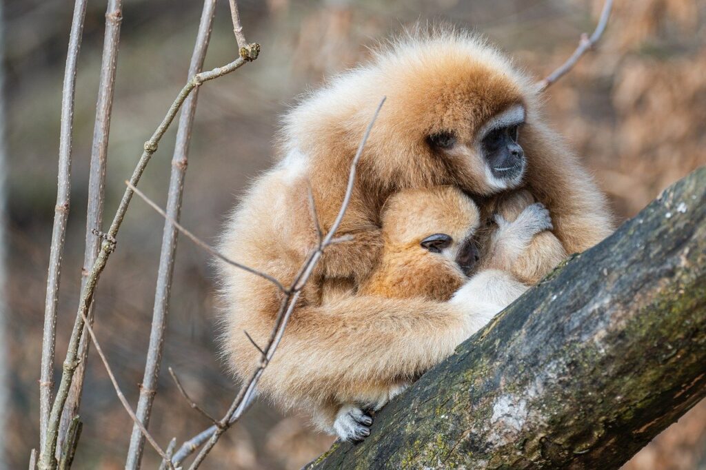 gibbons, gibbon baby, mother and child-8566839.jpg